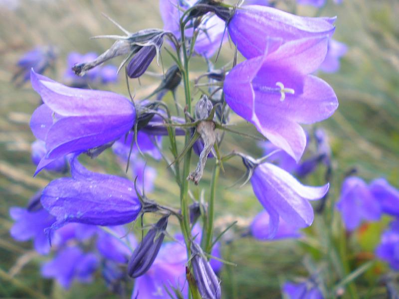 wakacje2008 175.jpg - ....